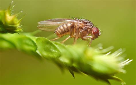 In first, fruit fly larvae protein maker said planning Tel Aviv IPO ...