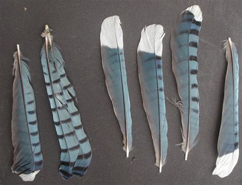 Blue Jay feathers | Jay feather, Blue jay feather, Feather