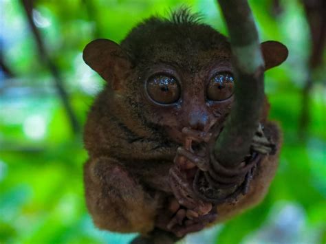 18 Facts About The Tarsier: Suicidal Monkey of Philippines!