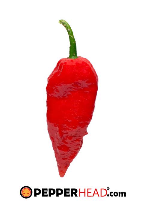 Ghost Pepper (Bhut Jolokia) - PepperHead