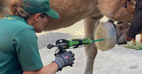 Supporting Laminitis Rehabilitation with FormaHoof