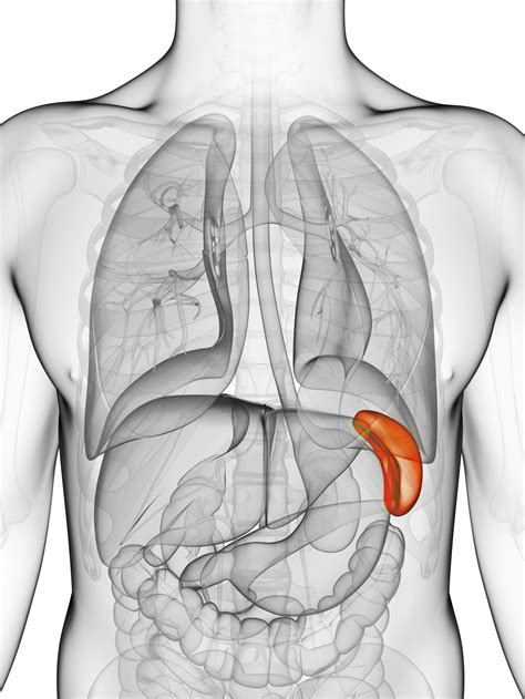 What Is the Function of the Spleen? | Healthfully