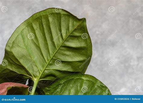 Closeup Green Leaves of Pink Syngonium on a Gray Background. Green Leaves Texture. Stock Photo ...