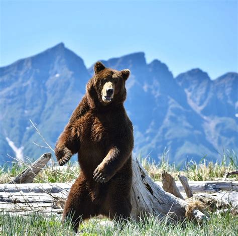 Bear Viewing Tours - Kodiak Island Expeditions