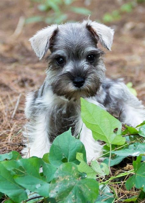 Miniature Schnauzer Puppies For Sale | Salt Lake City, UT #294617