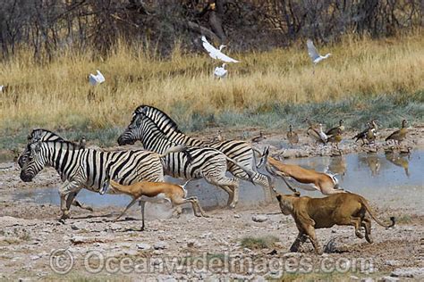 African Lion Hunting Zebra