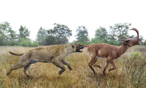 Epicyon, a large extinct "bone-crushing dog," roamed North America During the Miocene epoch. One ...