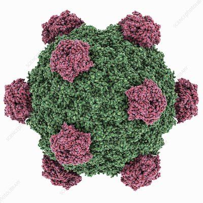 Alpha 3 bacteriophage capsid - Stock Image - C014/5074 - Science Photo Library