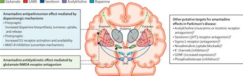 Amantadine in the treatment of Parkinson's disease and other movement disorders - The Lancet ...