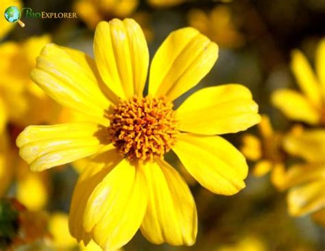 Brittlebush Flower | Encelia Farinosa | Desert Flower | BioExplorer