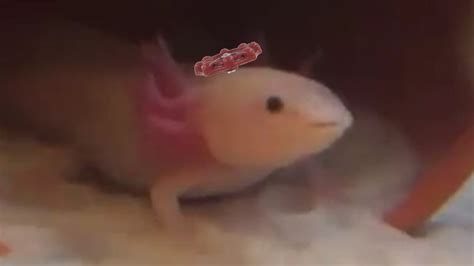 Axolotl Yawning Meme Part 2 - YouTube