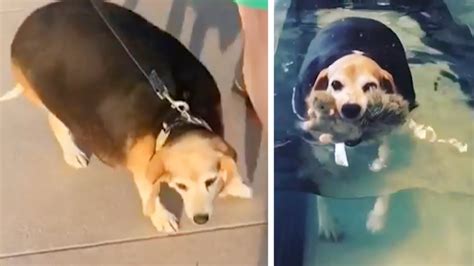 Watch This Overweight Beagle's Fitness Journey - YouTube