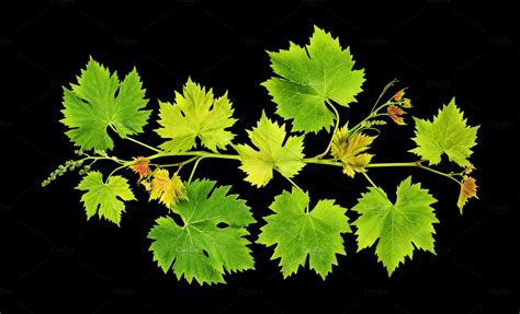 Grape vine leaves black background | Nature Stock Photos ~ Creative Market