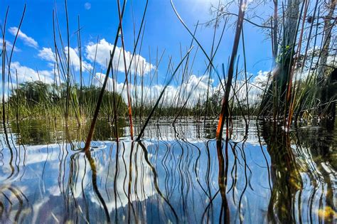 Climate change threatens the Everglades, Florida's gem - France 24