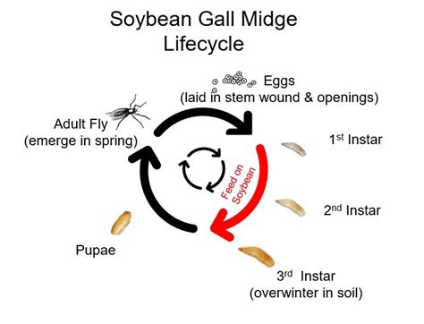 Soybean Gall Midge Control | Golden Harvest