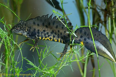 Gran tritón crestado (Triturus cristatus), Europa, semiacuático, machos ...