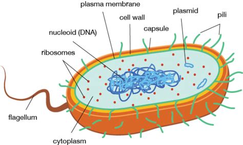 Bacteria – Cell Structure | Medical Laboratories