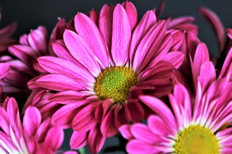 Purple Chrysanthemums Close-up Free Stock Photo - Public Domain Pictures