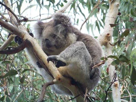 Phillip Island Nature Parks - Koala Reserve (Cowes): AGGIORNATO 2020 ...