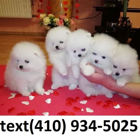 Super cute Micro mini Teacup pomeranian puppies FOR SALE ADOPTION from Pinellas Florida @ Adpost ...