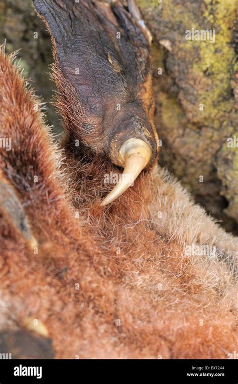 Platypus Ornithorhynchus anatinus Spur of male from dead specimen Shows one hole as in monotreme ...