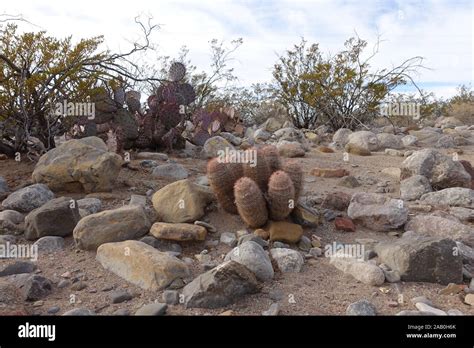 Cacti in the chihuahuan desert of New Mexico Stock Photo - Alamy