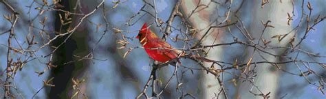 brush piles for wildlife gardens