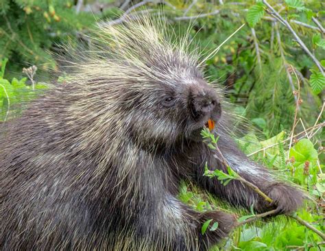 Alaska Wildlife Photos that Will Inspire You to Visit Southeast Alaska