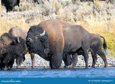 Bison Herd Crossing a River. Yellowstone National Park, Wyoming, USA Stock Photo - Image of ...