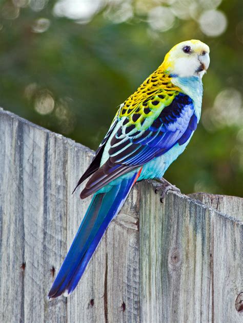 Pale headed rosella - Alchetron, The Free Social Encyclopedia