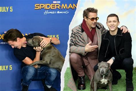 Photos Of Tom Holland With His Dog Through The Years