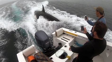 Playful Orca whale pops up next to fishermen, 'splashed the whole side ...