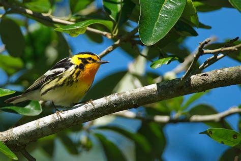 Blackburnian_warbler_Edited_03 | Blackburnian warbler at Hig… | Flickr