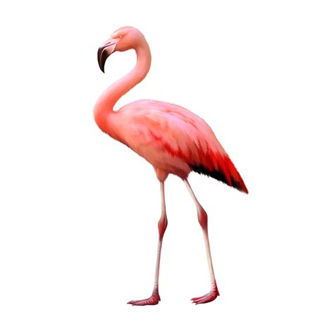 Pink Flamingo Day (May 29) - Arizona Pet Vet