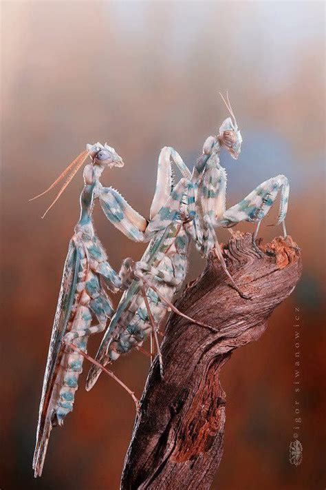 Blue praying mantis | Bugs and insects, Insects, Beautiful bugs