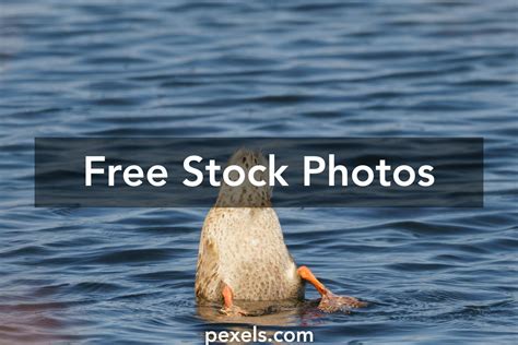 Duck Underwater Photos, Download The BEST Free Duck Underwater Stock ...