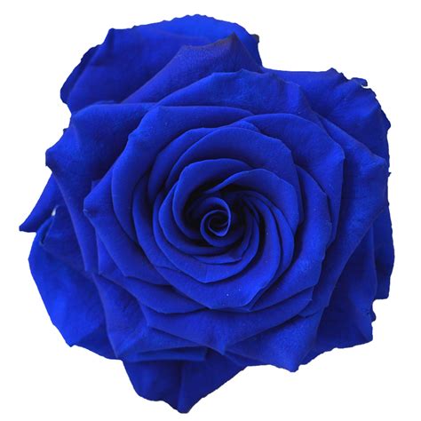 Image - Kisspng-blue-rose-flower-navy-blue-clip-art-blue-flower-5abb8e70cc8f56 ...