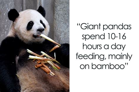 Giant Panda Babies Facts - BEST GAMES WALKTHROUGH