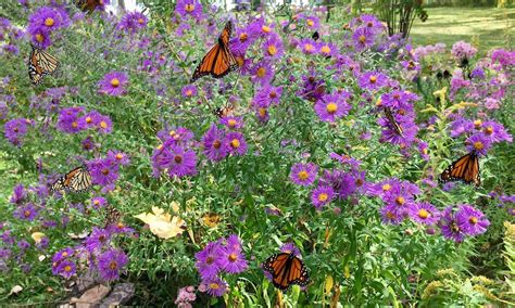 Images Butterfly Garden Flowers / 26 Flowers And Plants That Attract Butterflies Hgtv / Browse ...