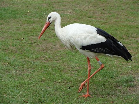 Stork wallpapers, Animal, HQ Stork pictures | 4K Wallpapers 2019