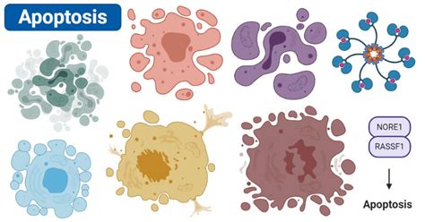 Apoptosis- Definition, Pathways, Assay, Examples (vs Necrosis)