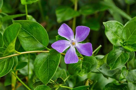 Vinca major L. | Plants of the World Online | Kew Science