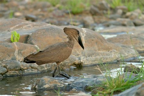 African Waterbirds - Nature Photography