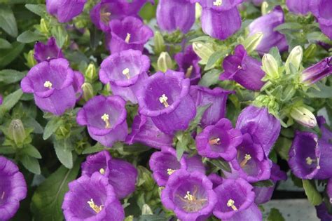 Chimney Bellflower Perennial Seeds - 50 Count