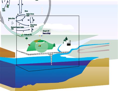 [DIAGRAM] Forest Diagram Carbon Sinks - MYDIAGRAM.ONLINE