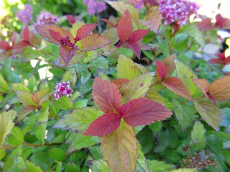 Magic Carpet Spirea - Jeffries Nurseries