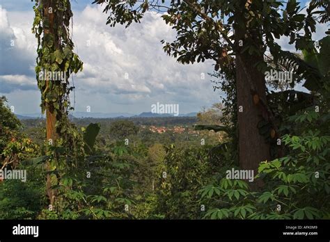 African Tropical Rainforest, Ghana, West Africa Stock Photo - Alamy