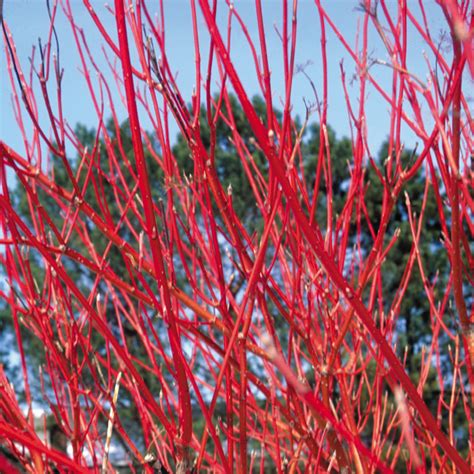 Cardinal Red Twig Dogwood | Plant Addicts