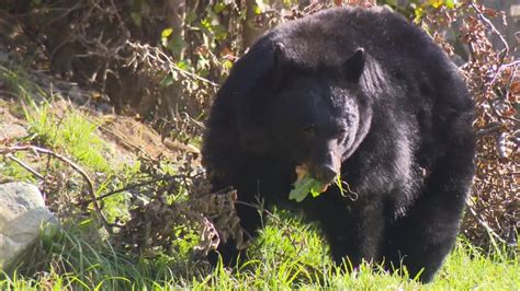 Black bear attacks woman running on Salmon Arm, B.C. trail | Globalnews.ca