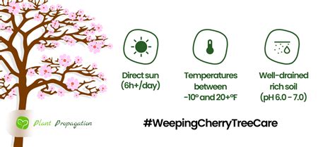 Weeping Cherry Tree Pruning 101: Expert Tips & Techniques - Plant ...